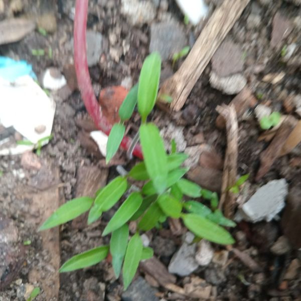Identificação da planta capim-japonês por foto