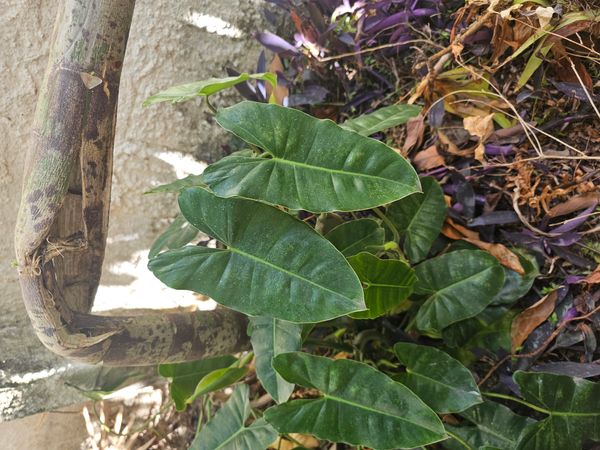 Identificação da planta Imbé por foto