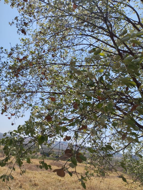 Identificação da planta Pereiro por foto