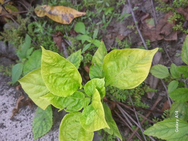 Identificação da planta Pimenta-de-cheiro por foto