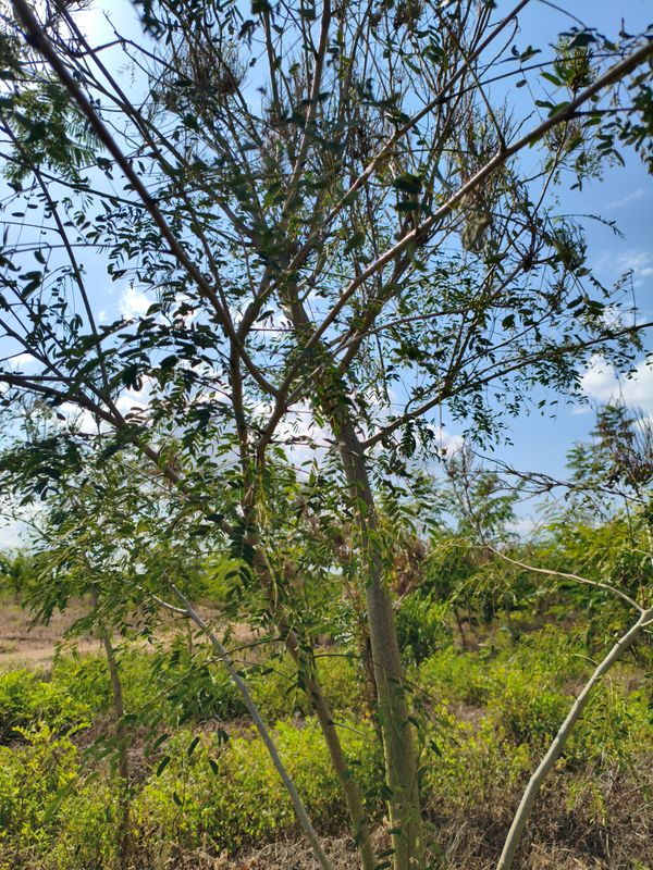 Identificação da planta Albizia por foto