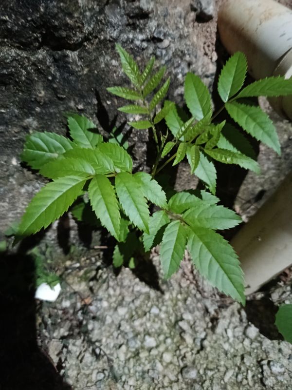 Identificação da planta Ipê-de-jardim por foto