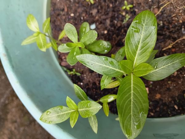 Identificação da planta Vinca por foto