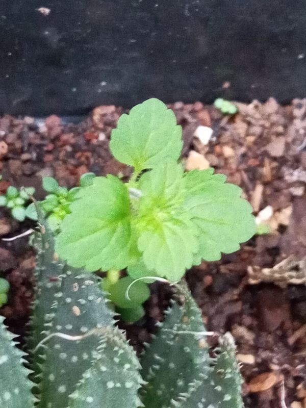 Identificação da planta Cidrozinho por foto