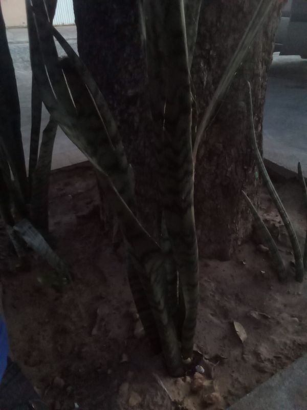 Identificação da planta Espada de são jorge por foto