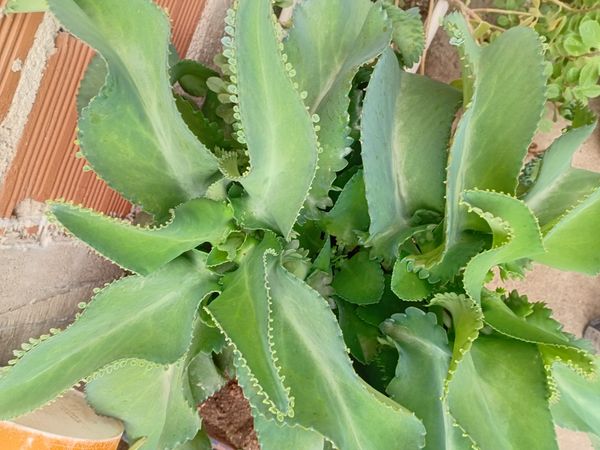 Identificação da planta Aranto por foto