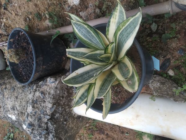 Identificação da planta Espada de são jorge por foto