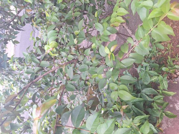 Identificação da planta Pitanga por foto