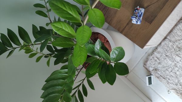 Identificação da planta Zamioculcas por foto