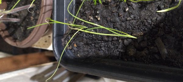 Identificação da planta Endro por foto