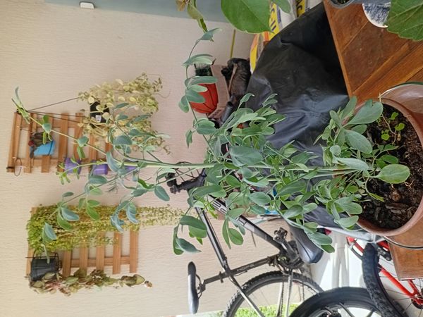 Identificação da planta Arruda por foto