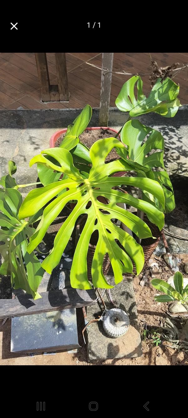 Identificação da planta Costela-de-adão por foto
