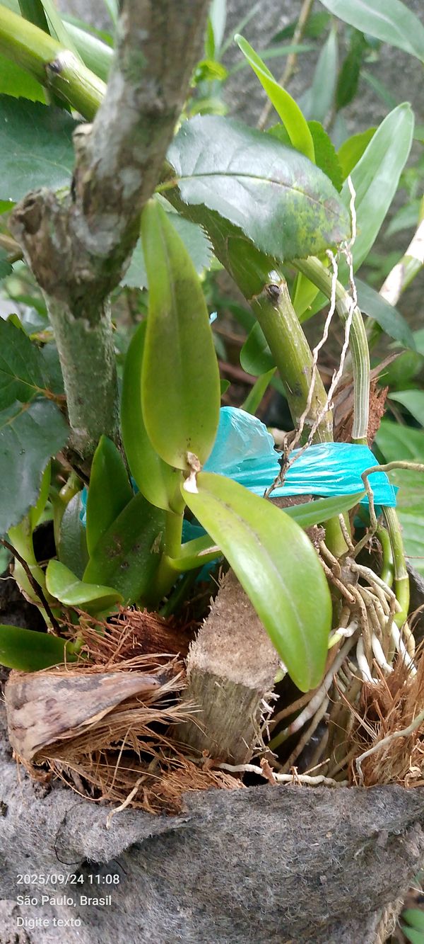 Identificação da planta Orquídea-rígida por foto
