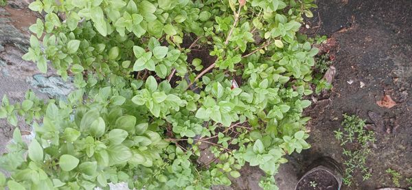 Identificação da planta Manjericão por foto