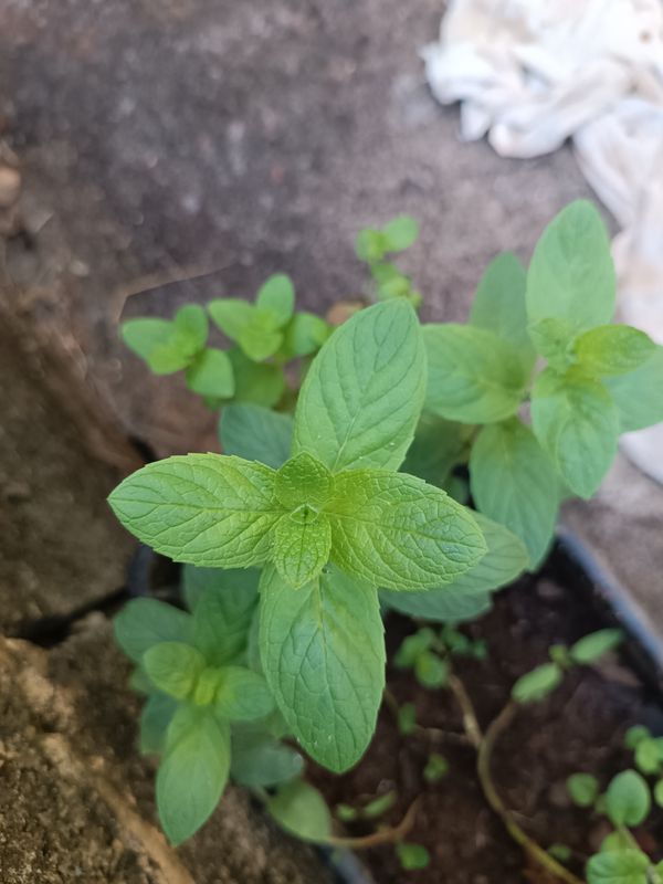 Identificação da planta Hortelã-brava por foto