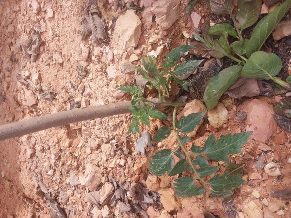Identificação da planta Tomate por foto