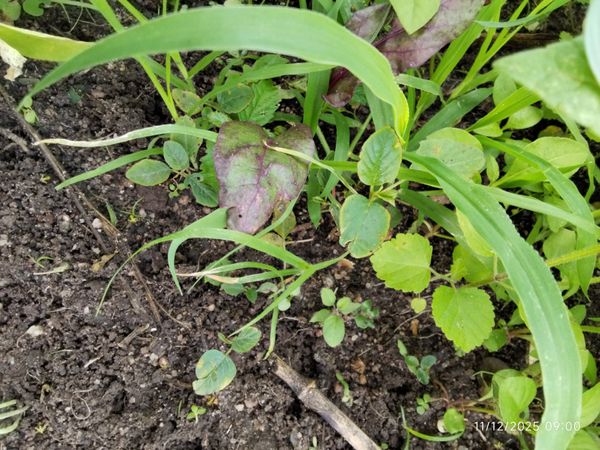 Identificação da planta Berinjela por foto