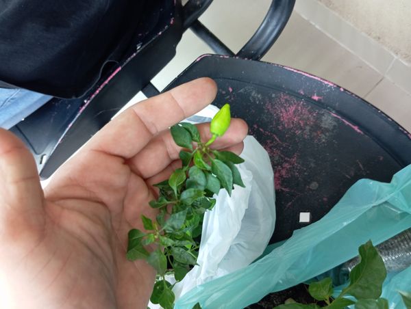 Identificação da planta Malagueta por foto