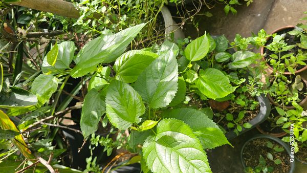 Identificação da planta Amora por foto