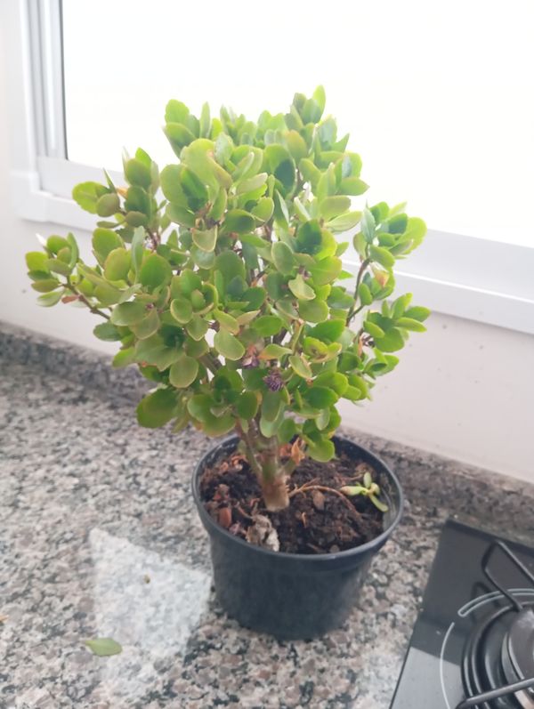 Identificação da planta Flor da fortuna por foto