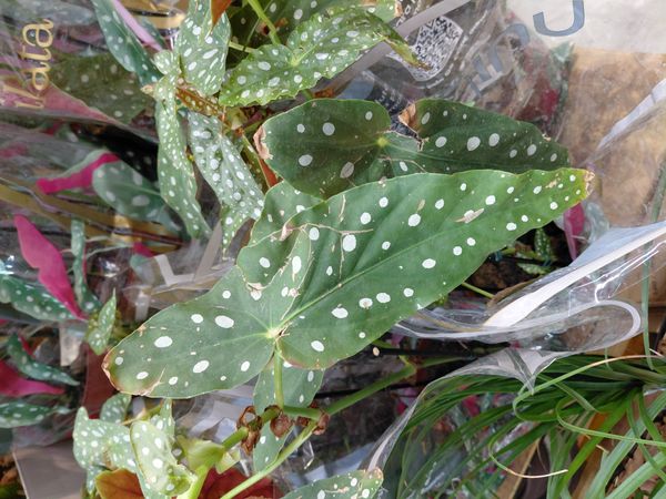 Identificação da planta Begônia maculata por foto