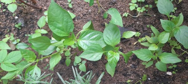 Identificação da planta Pimenta-de-cheiro por foto