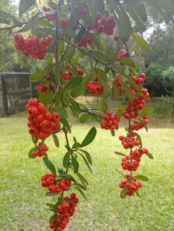 Identificação da planta Pericanto por foto