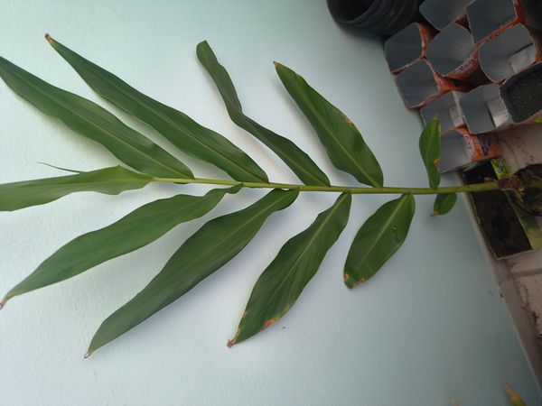 Identificação da planta Lírio-do-brejo por foto