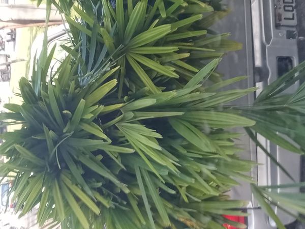 Identificação da planta Palmeira-ráfis por foto