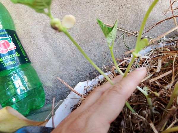 Identificação da planta Feijão por foto
