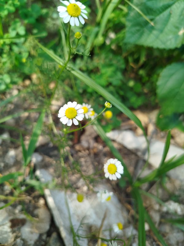 Identificação da planta Camomila por foto