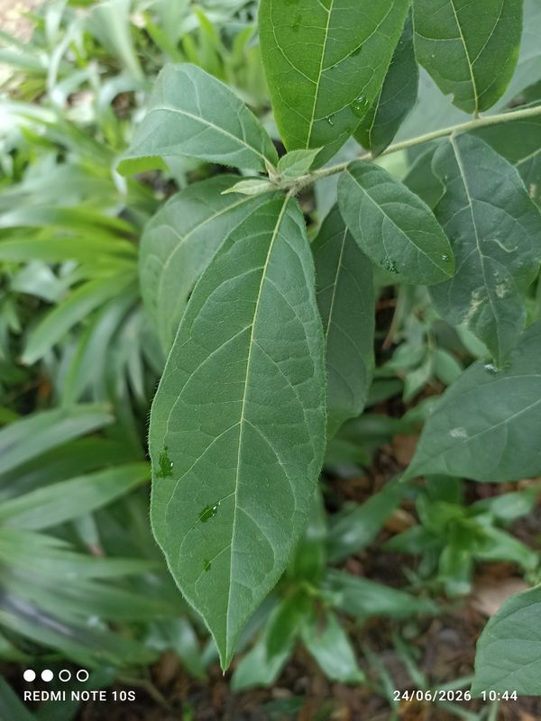 Identificação da planta Freijó por foto