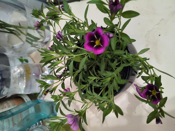 Identificação da planta Petúnia Beira mar por foto