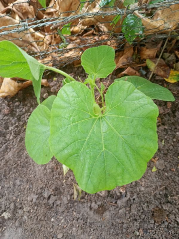 Identificação da planta Cabaça por foto