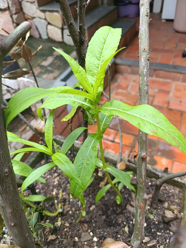 Identificação da planta níger por foto