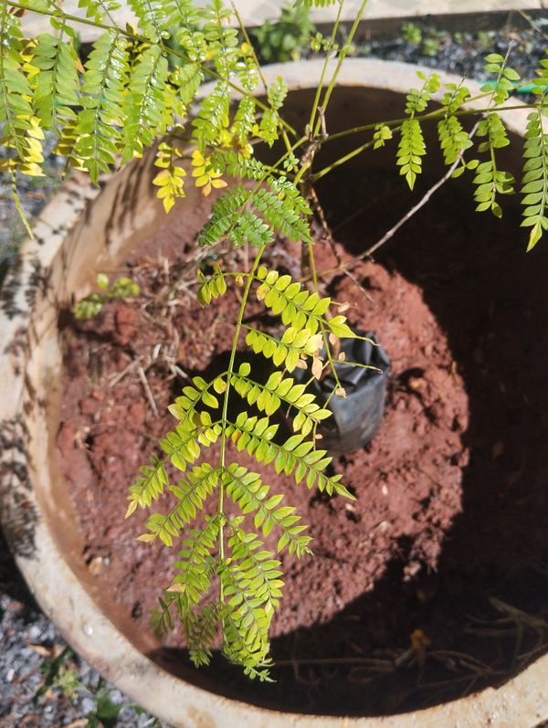 Identificação da planta Caroba-roxa por foto