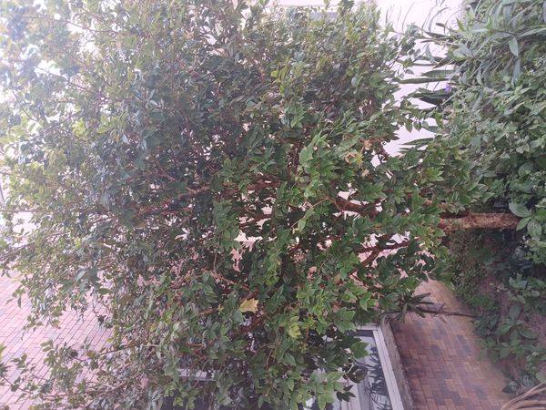 Identificação da planta Jabuticaba-paulista por foto
