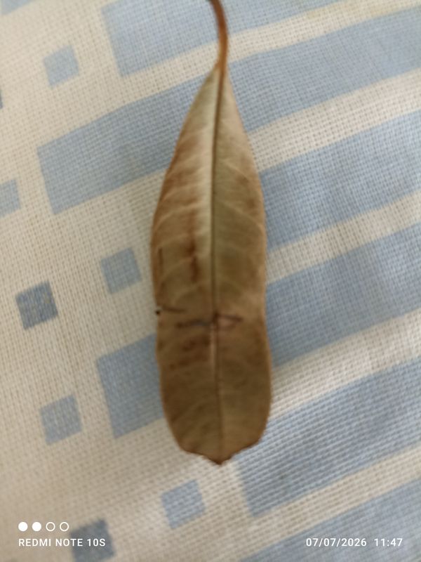 Identificação da planta Leiteiro por foto