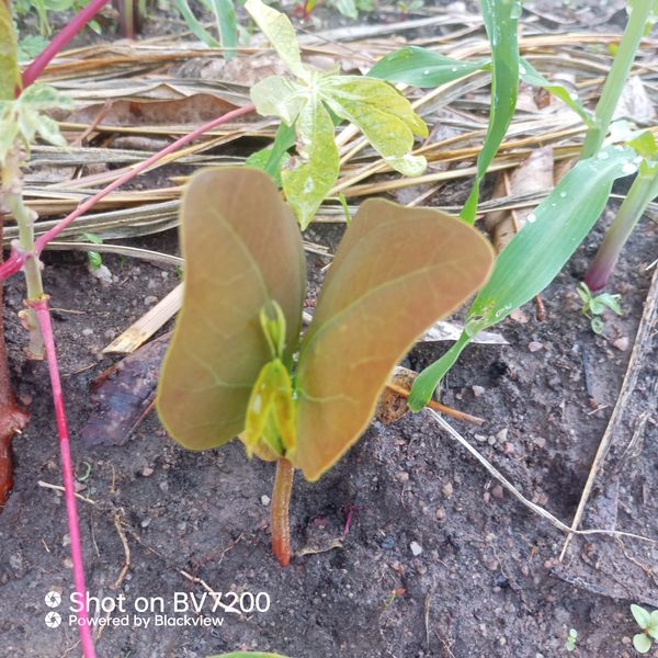 Identificação da planta Jalapa-de-jardim por foto