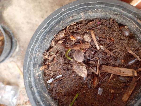 Identificação da planta Você quer o nome comum em português (Brasil) ou em inglês? por foto