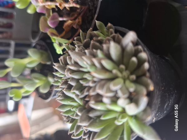 Identificação da planta Suculenta morcego por foto