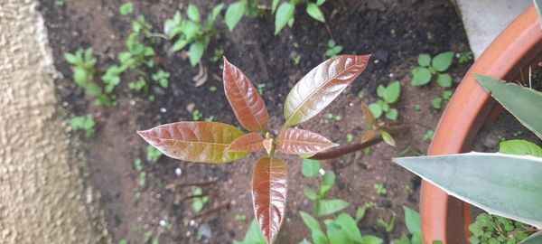 Identificação da planta Abacate por foto