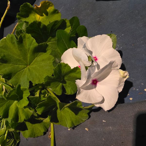 Identificação da planta Vinca por foto
