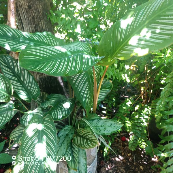 Identificação da planta Maranta-zebrada por foto