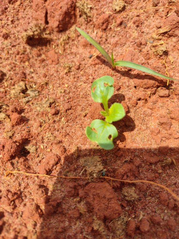 Identificação da planta Nabo-bravo por foto