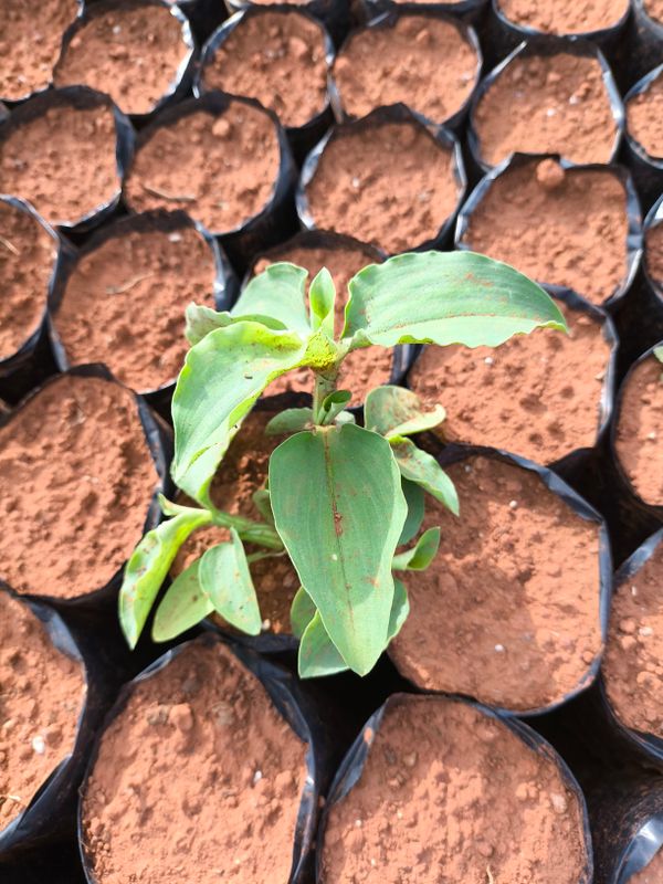 Identificação da planta Trapoeraba por foto