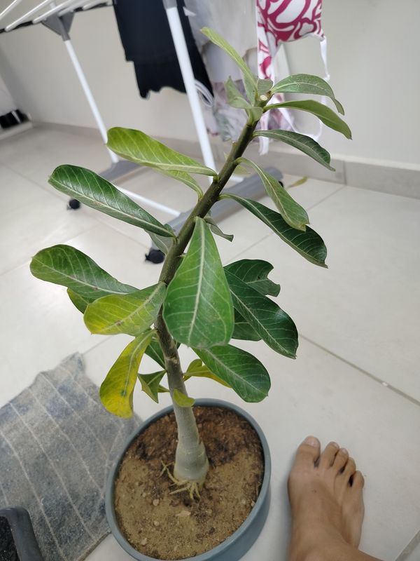 Identificação da planta Rosa do deserto por foto