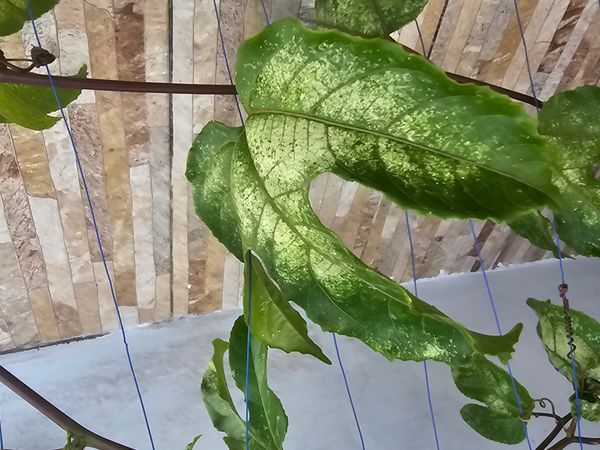 Identificação da planta Maracujá por foto