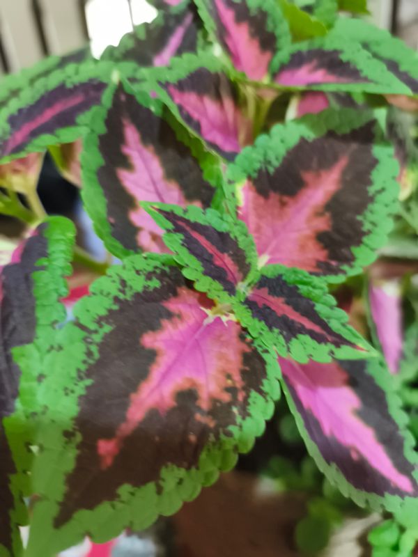 Identificação da planta Coléus por foto