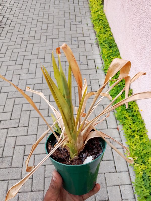 Identificação da planta Iuca por foto